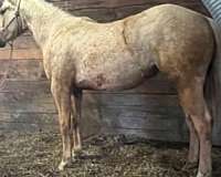 palomino-blaze-left-hind-fore-pasterns-white-horse
