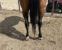 finished-ranch-gelding