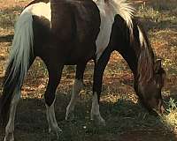 black-white-driving-harness-horse