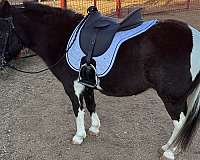 driving-harness-horse