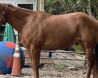 davie-quarter-horse