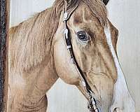 raigning-quarter-horse