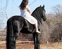 ridden-western-friesian-horse