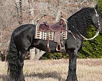 western-riding-friesian-horse