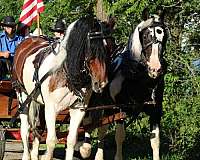 parade-gypsy-vanner-horse