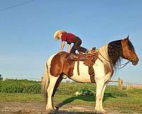 show-gypsy-vanner-horse