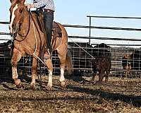 dun-working-cattle-pony