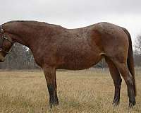 cattle-warmblood-horse