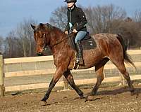 great-conformation-warmblood-horse