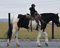 ridden-english-friesian-horse