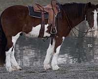 pinto-clydesdale-for-sale