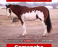 pinto-clydesdale-gelding