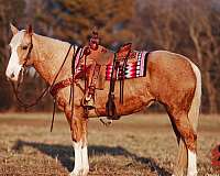 parade-tennessee-walking-horse