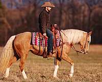 working-cattle-tennessee-walking-horse
