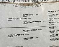 athletic-quarter-horse
