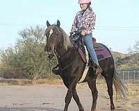 intermediate-morgan-horse