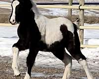 tobiano-stripe-on-face-two-front-socks-hind-stockings-horse