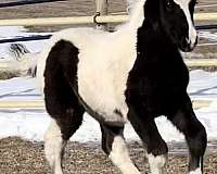 classical-gypsy-vanner-horse