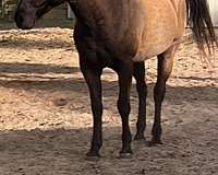 adult-quarter-horse