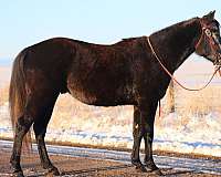 quarter-horse-mule