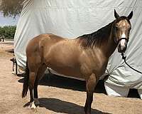 gelding-quarter-horse
