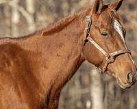 utd-vaccines-thoroughbred-horse