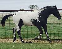poac-appaloosa-horse