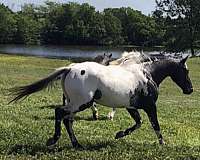 quick-footed-appaloosa-horse
