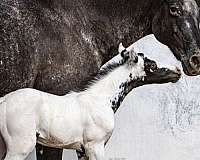 color-genetics-appaloosa-horse
