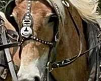 trained-belgian-horse