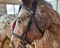 cross-started-under-saddle-appaloosa-horse