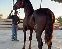 sorrel-andalusian-horse