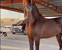 flaxen-andalusian-horse