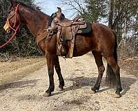 beginner-mustang-horse