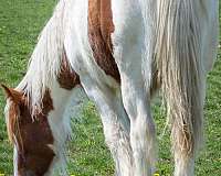 gelding-sorrel-gypsy-vanner-horse