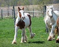 sorrel-tobiano-gypsy-vanner-horse