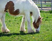 tobiano-horse