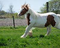 sorrel-tobiano-horse