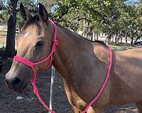 athletic-quarter-horse