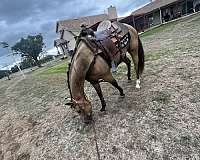 buckskin-star-left-hind-sock-horse