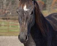 grey-sporthorse