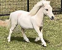 palomino-kid-safe-horse