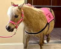 youth-miniature-horse