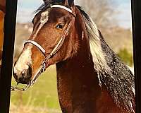 colored-spotted-saddle-horse