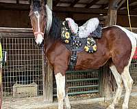 current-spotted-saddle-horse