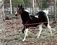 grade-spotted-saddle-horse