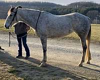 dappled-quarter-horse