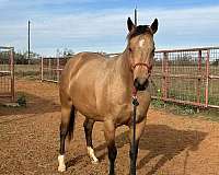 buckskin-palomino-pole-triple-registered-horse