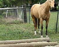 buckskin-palomino-aqha-mare-foal