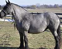 ranch-stallion-broodmare